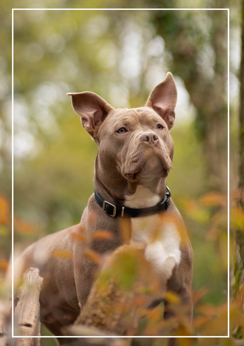 Zwany van Oene Fotografie | Honden portretten