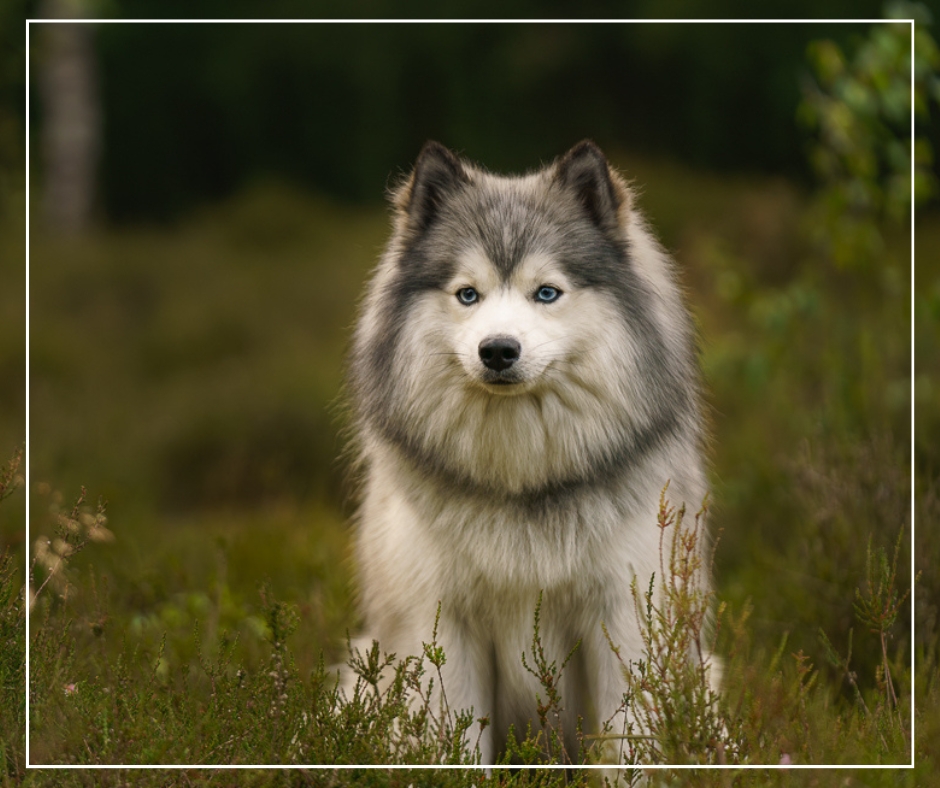 Hond Lemele Zwany van Oene Fotografie Zwany van Oene Fotografie | Hondenfotografie | Epe | Gelderland