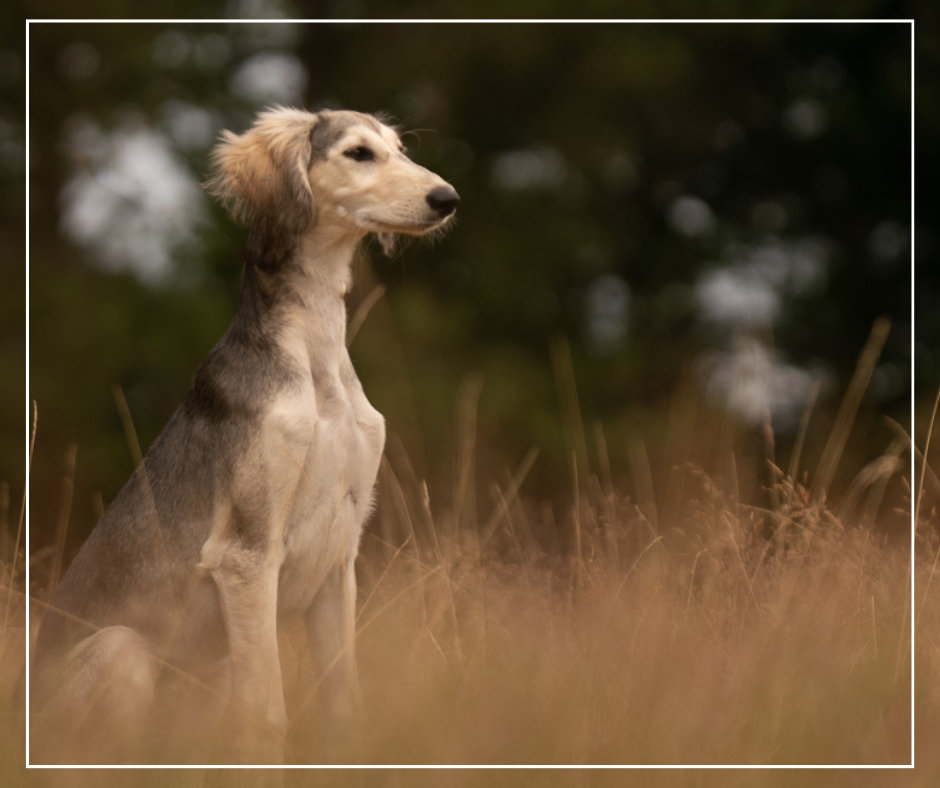 Saluki pup | Zwany van Oene Fotografie