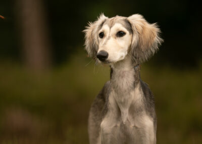 Zwany van Oene Fotografie / Lemele / / Overijssel/ Honden fotograaf