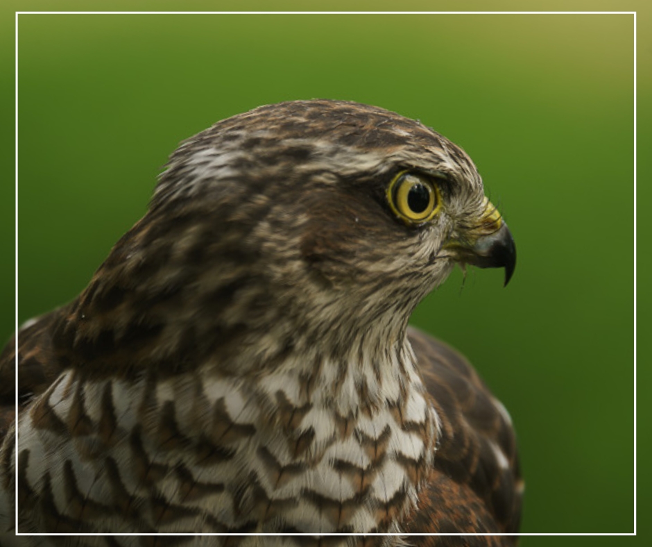 Zwany van Oene Fotografie / Lemele / ijsvogel / Overijssel/ Honden fotograaf