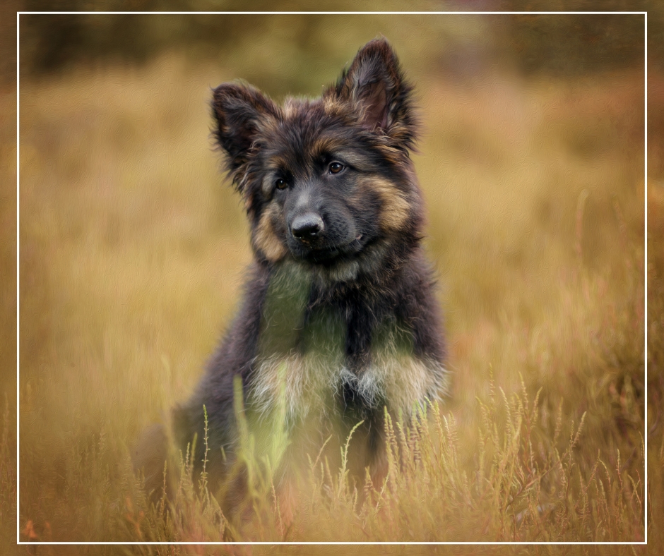 Zwany van Oene Fotografie / Lemele / / Overijssel/ Honden fotograaf