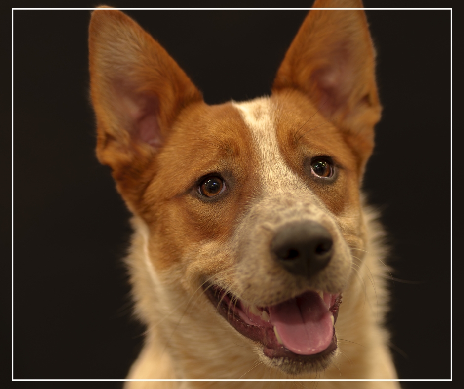 Honden portret - Studio - Zwany van Oene fotografie