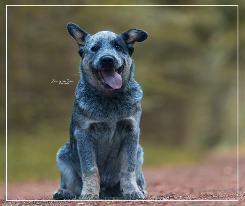 Zwany van Oene Fotografie / Lemele / / Overijssel/ Honden fotograaf
